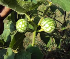 Image result for Solanum aculeatissimum