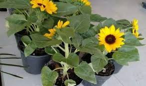 Bunga matahari akan tumbuh subur pada iklim hangat hingga panas jika terpapar dengan sinar matahari penuh. 8 Cara Menanam Bunga Matahari Terlengkap 2021 Terbukti Bisa Panen