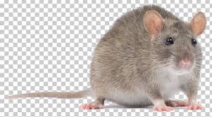 Computer Mouse Rodent Murids Black Rat Png Clipart Animals Bait Black Rat Computer Mouse Dormouse Free Find & download free graphic resources for rat. computer mouse rodent murids black rat