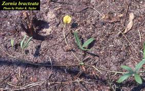 Image result for Zornia setosa