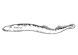 Color online with this game to color animals coloring pages and you will be able to share and to create your own gallery online. Coloring Page Eel Free Printable Coloring Pages Img 19474