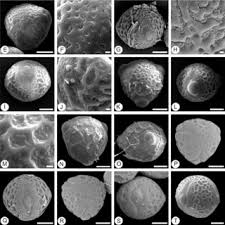 Image result for Eriosema shirense