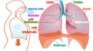 Find the definition of thorax in hindi. Lungs Meaning In Hindi à¤« à¤«à¤¡ à¤¸ à¤œ à¤¡ 76 à¤…à¤µ à¤¶ à¤µà¤¸à¤¨ à¤¯ à¤¤à¤¥ à¤¯