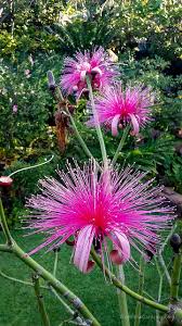 Image result for Pseudobombax