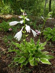 Florida Sun Hosta Beautiful Blooms Trees To Plant Florida Trees Florida Plants