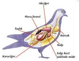 Kuslarin Ic Organlari Matematik