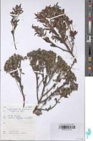 Image result for Haumaniastrum