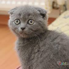 Petcim Com Ucretsiz Scottish Fold Yavru Kediler Facebook
