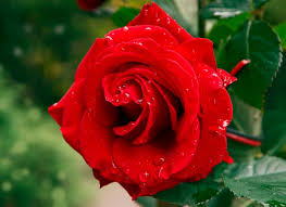 We did not find results for: Red Rose Photos Thriftyfun