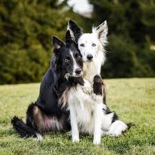 Chien Et Chiot Dans L Actualite Wamiz Chien Chiens Et Chiots Chien Marrant