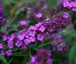 Pin Op Planten Wishlist