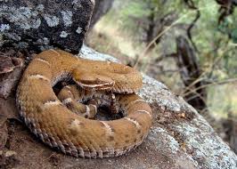 This elegant rattlesnake is found in the oak, juniper and pine woodlands of se arizona, sw new mexico,. Crotalus Willardi Photos Free Royalty Free Stock Photos From Dreamstime