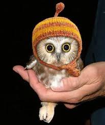 The People Topics And Conversations You Care About Cute Baby Owl Baby Owls Cute Owl
