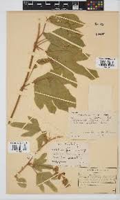 Image result for Neorautanenia ficifolia