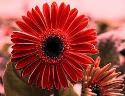 Maybe you would like to learn more about one of these? 40 Beautiful Flowers Pictures Download For Wallpaper Free Part Timely Com