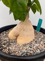 Image result for Pyrenacantha