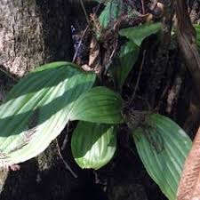 Image result for Liparis nervosa