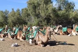 A female camel gives birth to one baby camel each two years and lives for nearly 30 years. Camel Ride In Gran Canaria Maspalomas Dunes 2021