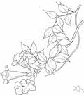 Information and translations of trumpet creeper in the most comprehensive dictionary definitions resource on the web. Trumpet Creeper Definition Of Trumpet Creeper By The Free Dictionary