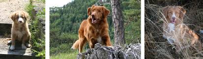 It is often referred to as a toller. Nova Scotia Duck Tolling Retriever Orc Osterreichischer Retrieverclub