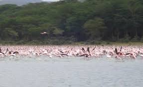 We took a boat tour with an expert guide who put us we stopped at a park in lake naivasha and had a walk there, we got up close with most of the wild. Lake Naivasha Nationalpark Bei Nairobi Kenia