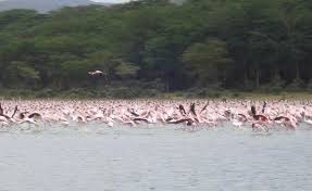 Lake naivasha located 90 km sunset in point of nairobi is lake naivasha, the second largest freshwater body entranceway kenya. Lake Naivasha Nationalpark Bei Nairobi Kenia