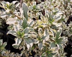 Image result for Pittosporum