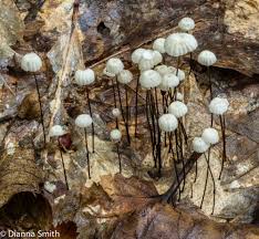 Image result for Marasmius sp.