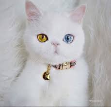 cats panosundaki pin