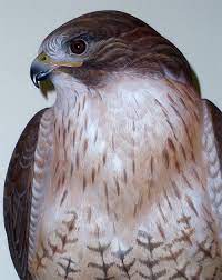 Check spelling or type a new query. Decoys And Wildlife Gallery Wildlife Art Carvings Red Tail Hawk