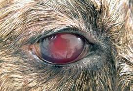 Red Eyes In The Necropsy Floor Twenty Cases Of Hyphema In Dogs And Cats