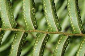 Image result for Nephrolepis biserrata