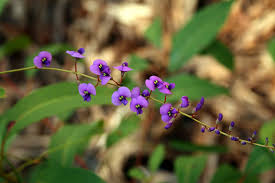 Image result for Hardenbergia