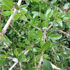 Image result for Coptosperma zygoon