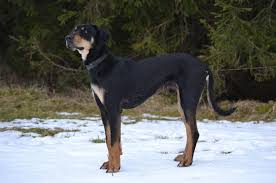 Image result for sedmihradský honič