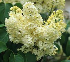 Primrose Yellow French Lilac Syringa Lilac Tree Lilac Bushes Lilac Flowers