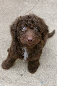 Black And Tan Labradoodle Mini Chocolate Labradoodle Chocolate Labradoodle Labradoodle Miniature Labradoodle Puppy