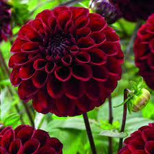 Dahlia Maroon Fox Flower Plant Tuber Beautiful Flowers Pretty Flowers Dahlia Flower