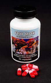 Fish Antibiotics At Campingsurivial Ree Shipping On All Fish Antibiotics Go Online And Compare Antibiotics Fish Antibiotics Homemade Healing Survival Prepping