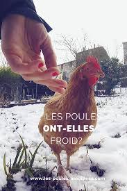 Les Poules Craignent Elles Le Froid En 2020 Poule Elevage Poule Pondeuse Poulailler 2 Poules