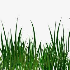 Millions Of Png Images Backgrounds And Vectors For Free Download Pngtree Grass Vector Grass Clipart Cartoon Grass