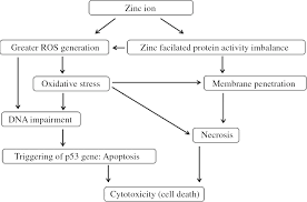 Elemental Zinc To Zinc Nanoparticles Is Zno Nps Crucial For