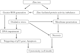 elemental zinc to zinc nanoparticles is zno nps crucial for