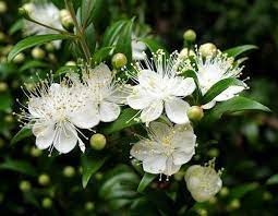 1 Post Que Te Hara Feliz Por Sus Colores Y Olores Sabes De Que Podemos Hablar Flores Bonitas Plantas Plantas Con Flores
