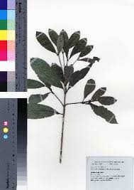 Image result for Gardenia subacaulis