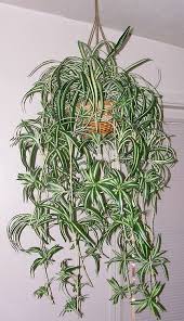 Spider Plants In Macrame Hangers Spider Plants Hanging Plants Plants