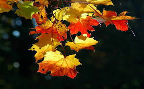 Kaffee küche vlies fototapeten holz optik tapete natur esszimmer xxl wandbilder. Download Hintergrundbild Natur Blatter Flyer Herbst Schone Tapete Die Auflosung 1920x1200 12270