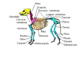 Some descriptions for confusing parts.omit number 13 in the picture. Skeleton Worksheet Answers Wikieducator