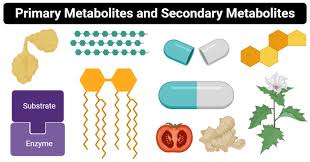 Plant cell culture secondary article article contents roberta h smith, texas a&m university, college station, texas, usa. Primary Vs Secondary Metabolites Definition 12 Differences Examples