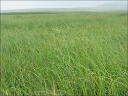 Image result for Cyperus denudatus